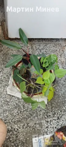 Филодендрон (Philodendron) 6 вида за 30 лв., снимка 1 - Стайни растения - 47360140