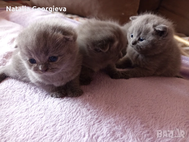Британски котенца, снимка 4 - Британска късокосместа - 54298904