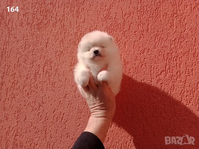 Женски Померан. Реални снимки от 23.02.26 г., снимка 3 - Померан - 53607558