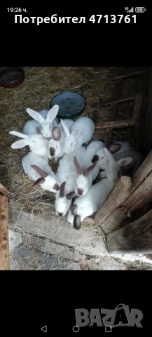 Зайци, снимка 2 - Други животни - 53155463