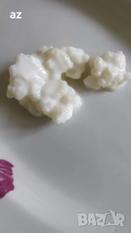 тибетска гъба, снимка 2 - Домашни продукти - 50805128