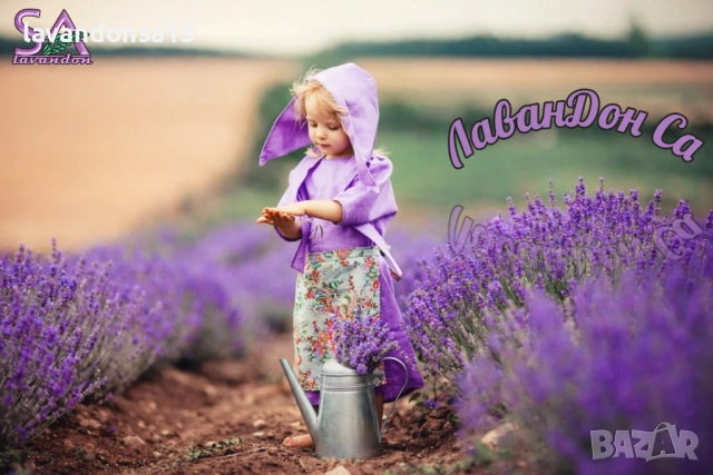 Разсад Лавандула Севтополис, Лавандин и Маслодайна Роза | Директно от производител