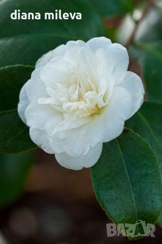 Камелия Нобилисима, Camellia japonica 'Nobilissima', снимка 1 - Градински цветя и растения - 45439717