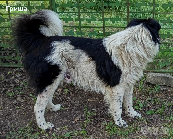 Българско овчарско куче, снимка 1