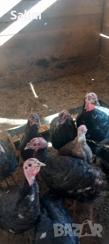 продавам домашни пуйки