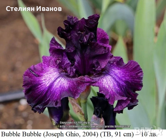 Сортови ириси (Iris x germanica) - TB, снимка 1