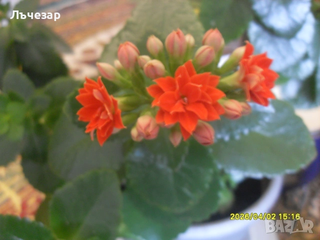 Продавам цвете "КАЛАНХОЕ"