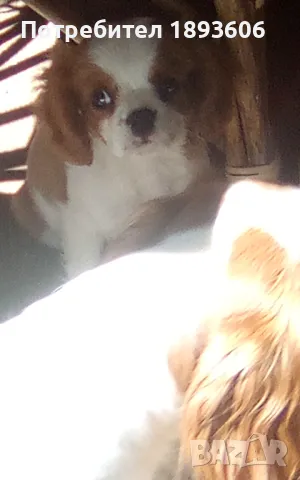 Кавалер Кинг Чарлз шпаньол, снимка 14 - Кавалер кинг чарлз шпаньол - 50016007