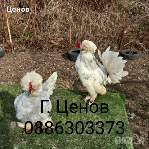 Чифтове струмски бантам