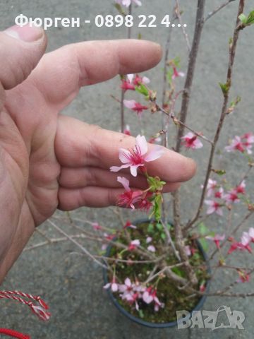 Японска вишна - храстовидна/ Prunus incisa Paean, снимка 5 - Разсади - 45864852
