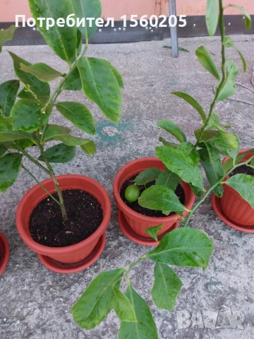 Лимони - лимонови дръвчета, снимка 5 - Градински цветя и растения - 51309881