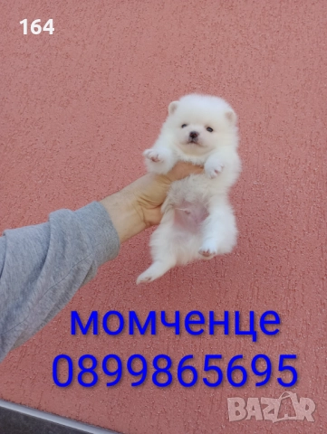 Померани. Белички. Реални снимки !!!, снимка 6 - Померан - 52926285