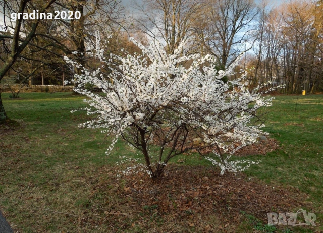 Японска вишна  (Фуджи череша), снимка 2 - Разсади - 54102938