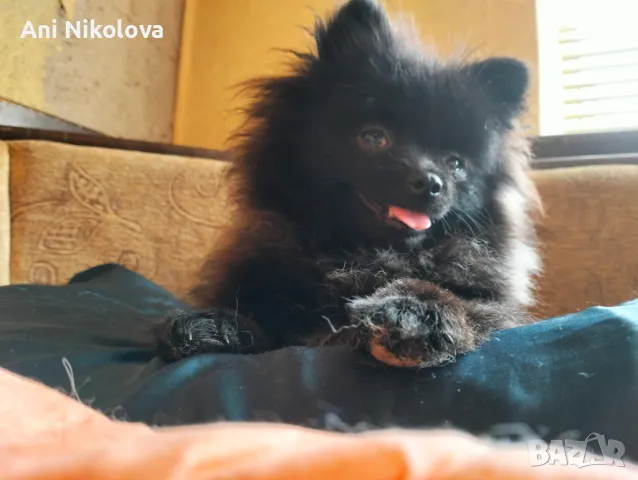Мини померан женски, снимка 4 - Померан - 50411468