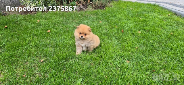1 мъжко и 2 женски померанчета,померан, снимка 4 - Померан - 54157495