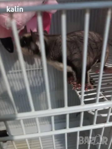 Захарна торбеста катерица, снимка 3 - Други - 50319058