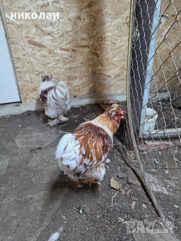 Продавам оплодени яйца от струмски стандарт, снимка 9 - други­ - 53832836