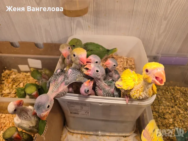 Ексклузивна цена до 1 юни Топ.. Малък александър.