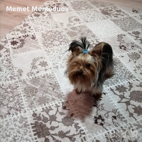 Йорки последното момченце за мераклии, снимка 5 - Йоркширски териер - 53974312