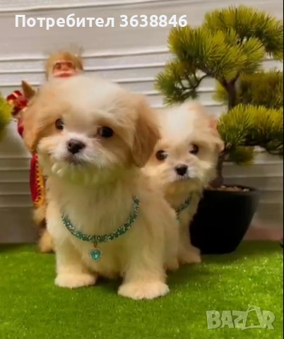 Малтипу, снимка 2 - Пудели - 53018299