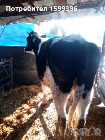 Продава се, снимка 2 - Крави - 53041208