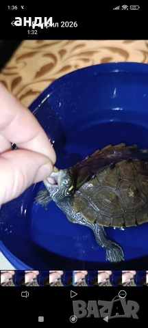 географска костенурка с терариум , снимка 2 - Костенурки - 54231798