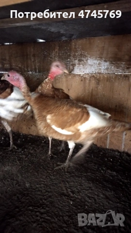 Оплодени яйца от пуйки Ред Бърбън 