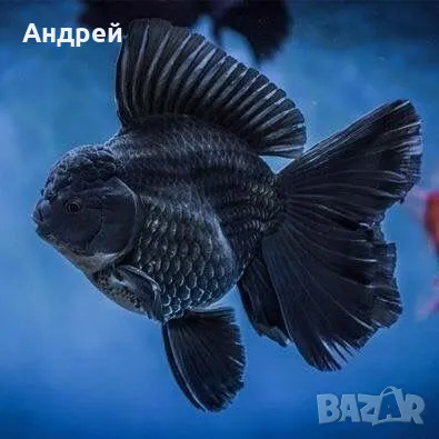 Оранди златна рибка, снимка 5 - Рибки - 50095938