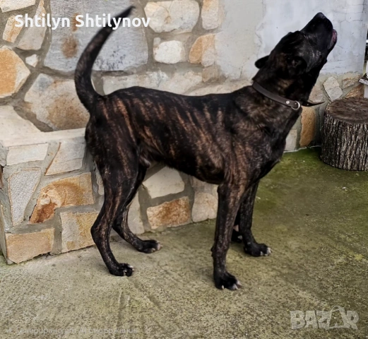 КанеКорсо x Алабай , снимка 4 - Кане корсо - 53179182