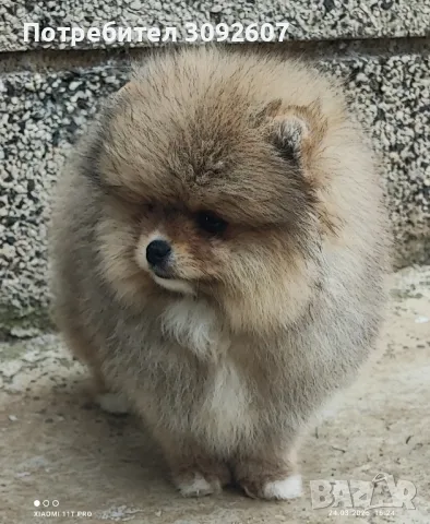 Померанче момче , снимка 2 - Померан - 49647628