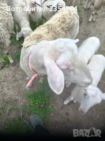 агнета, снимка 3 - Овце - 54127695