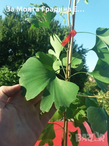 Гинко билоба , снимка 2 - Градински цветя и растения - 53620324