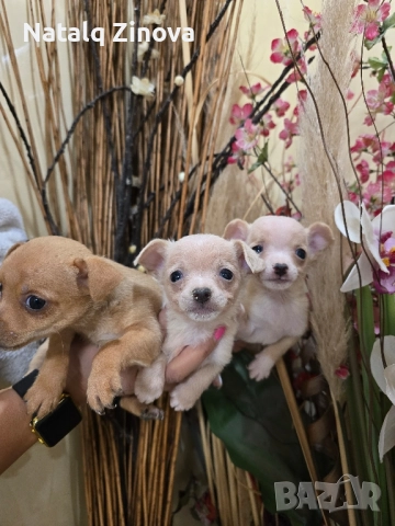мини чиху пинчери, снимка 3 - Пинчер - 52509287