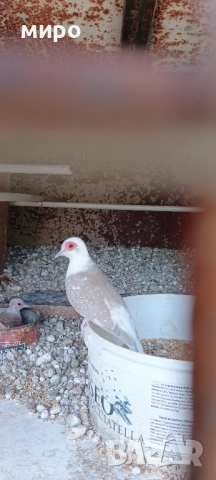 Шарени Диамантени гугутки!, снимка 8 - други­ - 51645799