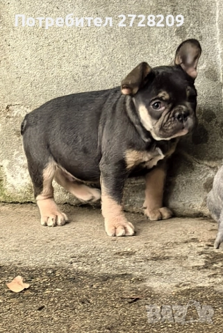 Френски булдог/French Bulldog , снимка 13 - Френски булдог - 52929981
