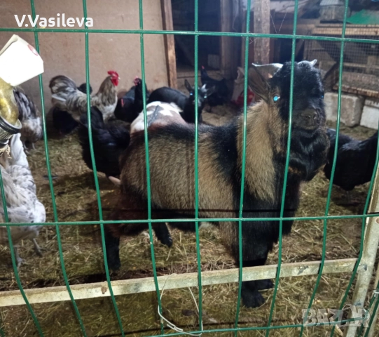 Мини пръч, снимка 3 - Кози - 52907068