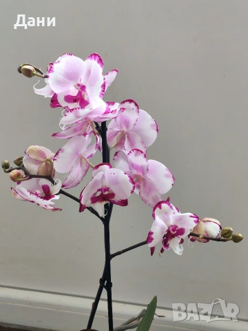 Орхидеи Фаленопсис, снимка 4 - Стайни растения - 54008191