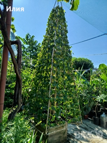 Бреза на формировка пирамида 