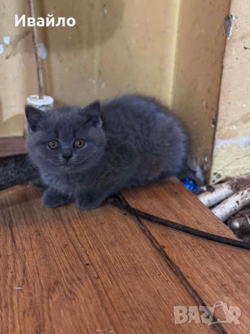 Късокосмести Британчета, снимка 2 - Британска късокосместа - 53288587