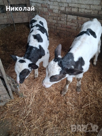 Три мъжки телета 