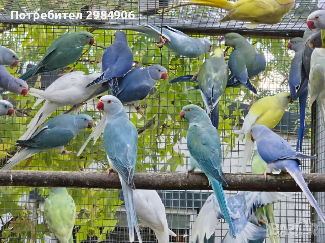 малък александър , ПРОМОЦИЯ, снимка 10 - Папагали - 41350586