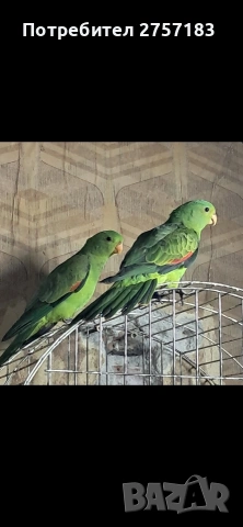 продавам червенокрили папагали чифт 2025, снимка 2 - Папагали - 53937433