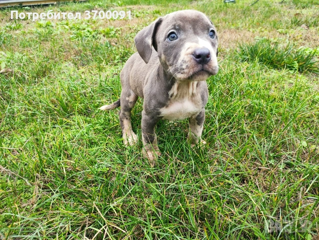 питбул / питбулчета , снимка 5 - Питбул - 52574243