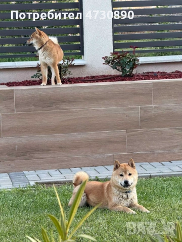 Женски кученца Шиба Ину, снимка 2 - Шиба ину - 53392422