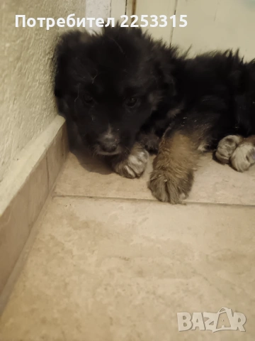 ТЪРСИ СИ ДОМ, снимка 2 - Други - 53114676