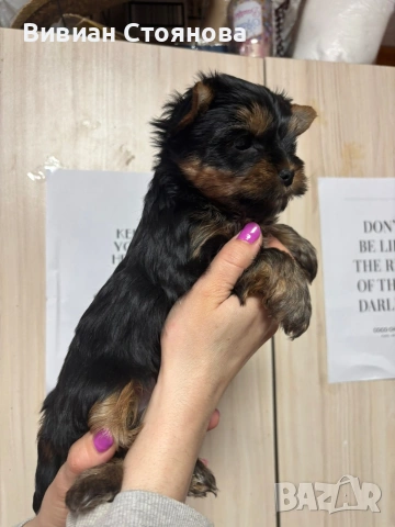 Женско йорки, снимка 5 - Йоркширски териер - 53797857