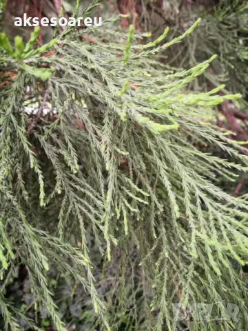 15 нови семена гигантска секвоя мамутово дърво sequoiadendron giganteum за декорация на двора  , снимка 14 - Сортови семена и луковици - 49828592