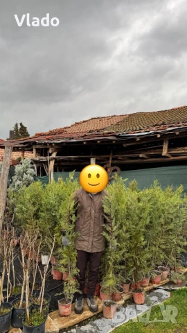 ТОП ЦЕНА! Лейландски кипарис - плътна ограда за нула време, снимка 2 - Градински цветя и растения - 54011952