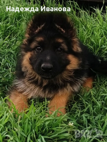 мама, тати и техните сладурчета, снимка 5 - Немска овчарка - 52587718