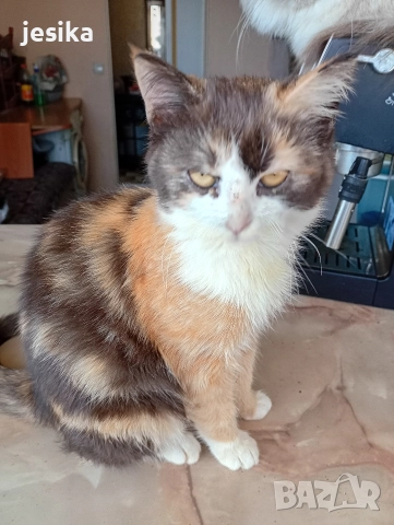 малки сладки котенца полуперсийчета , снимка 13 - Други - 52403277